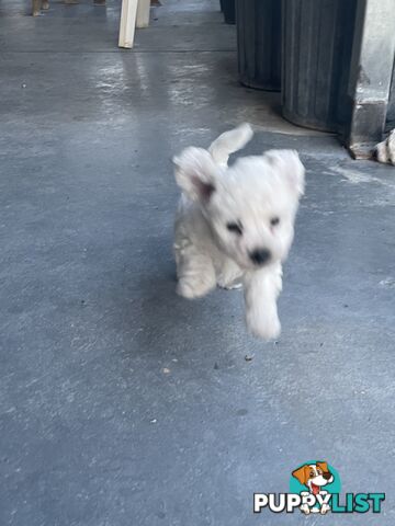 Purebred bichon frise puppies