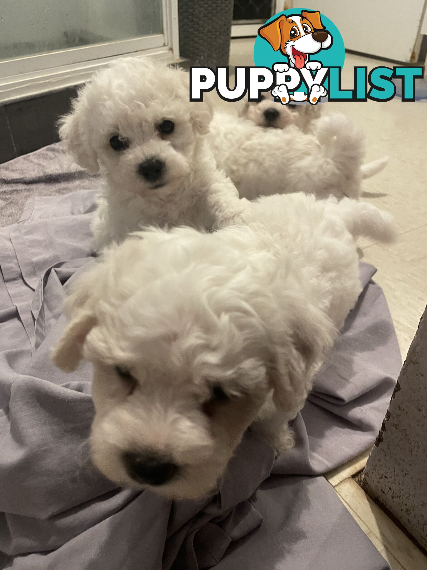 Purebred bichon frise puppies