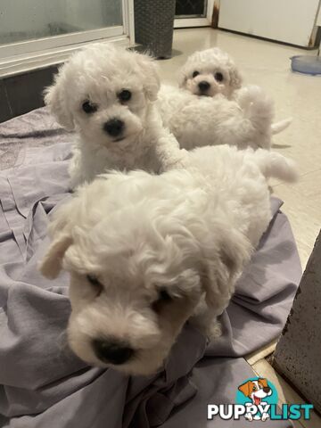 Purebred bichon frise puppies