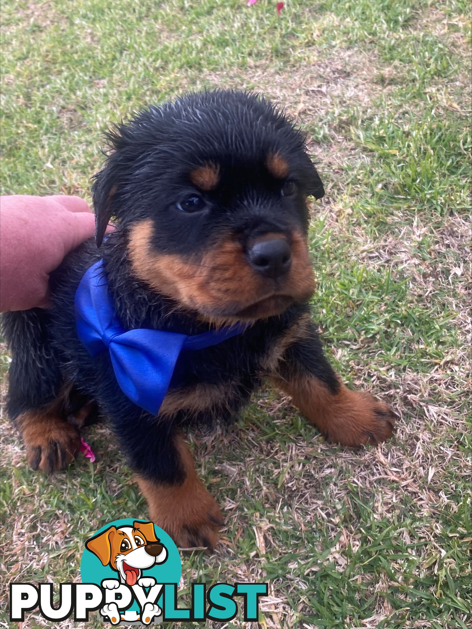 Rottweiler Puppies