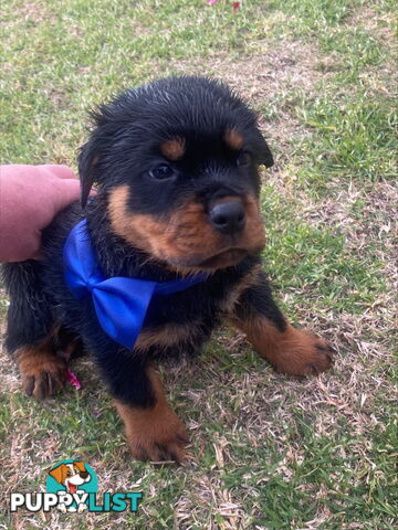 Rottweiler Puppies