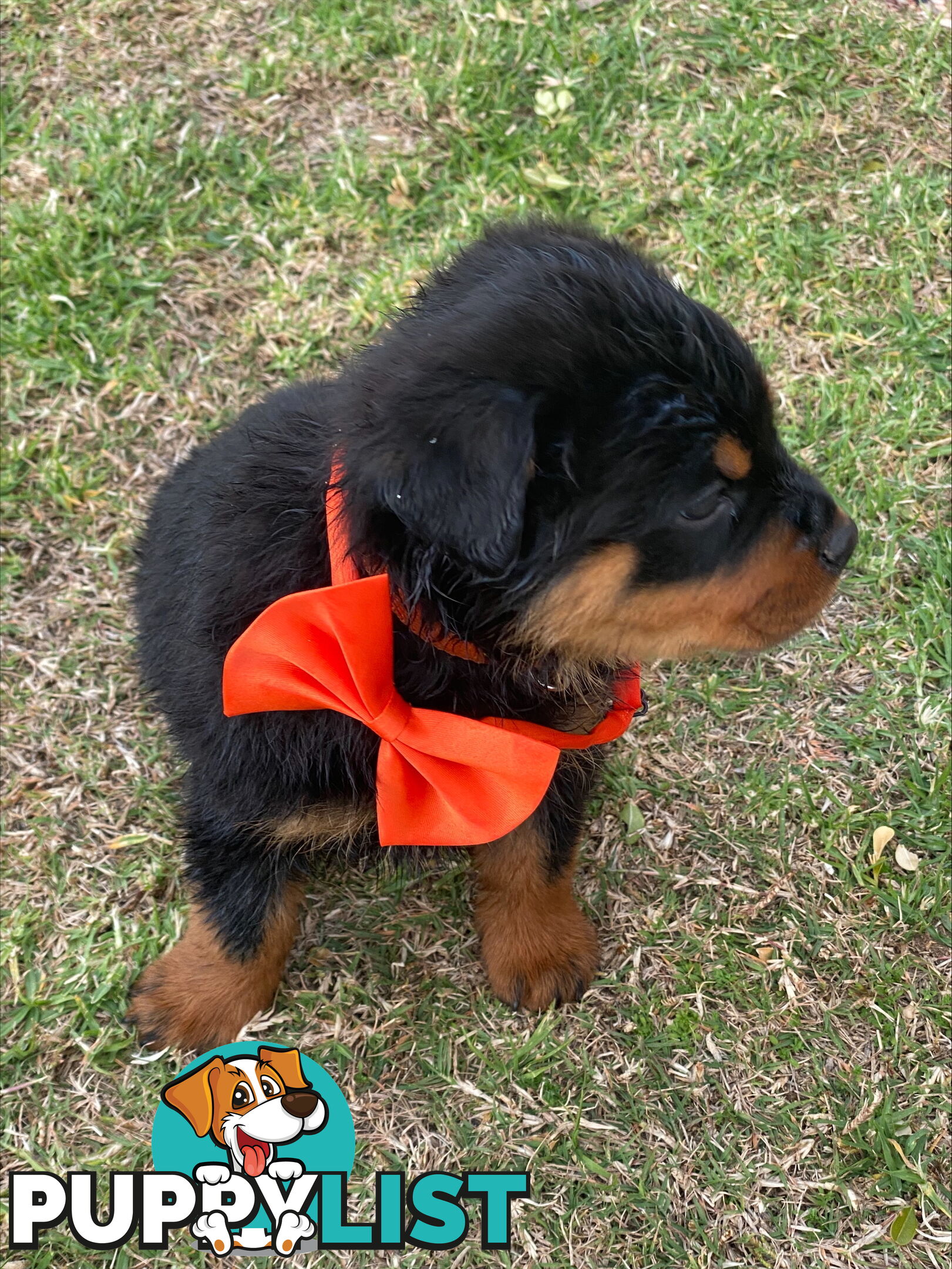 Rottweiler Puppies