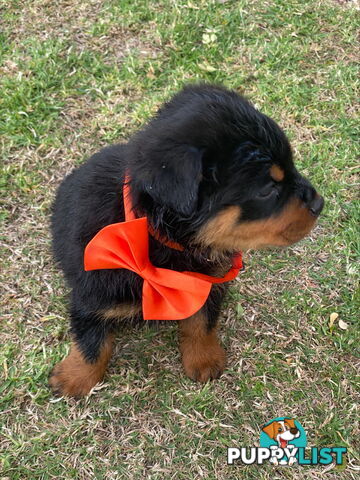 Rottweiler Puppies