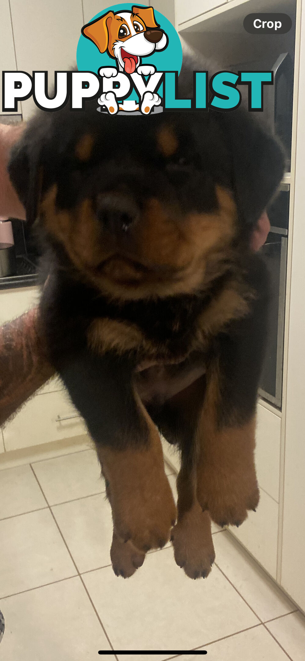 Rottweiler Puppies