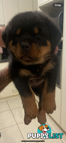 Rottweiler Puppies