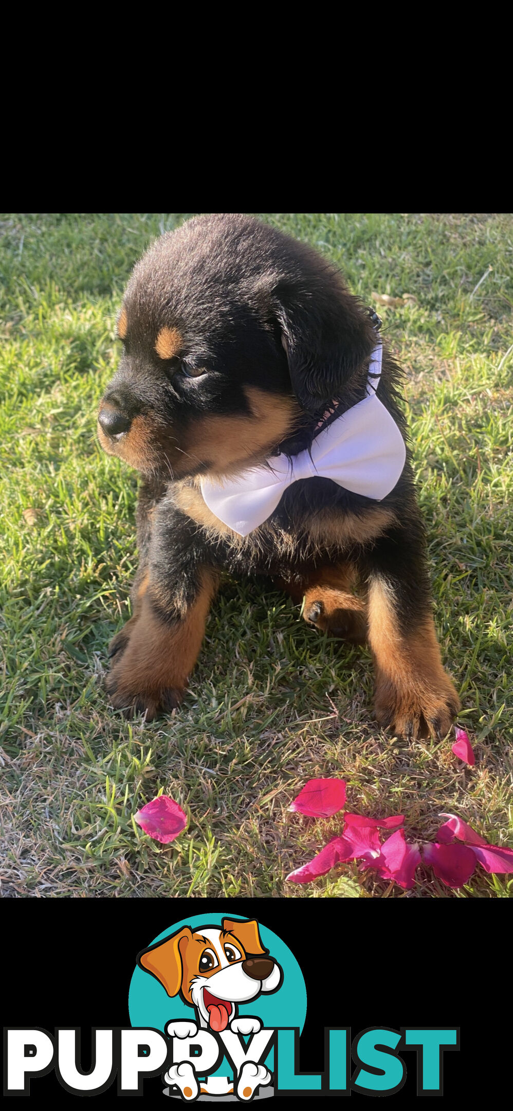 Rottweiler Puppies