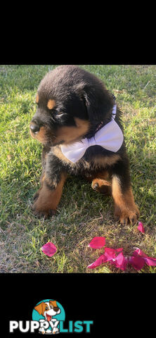 Rottweiler Puppies