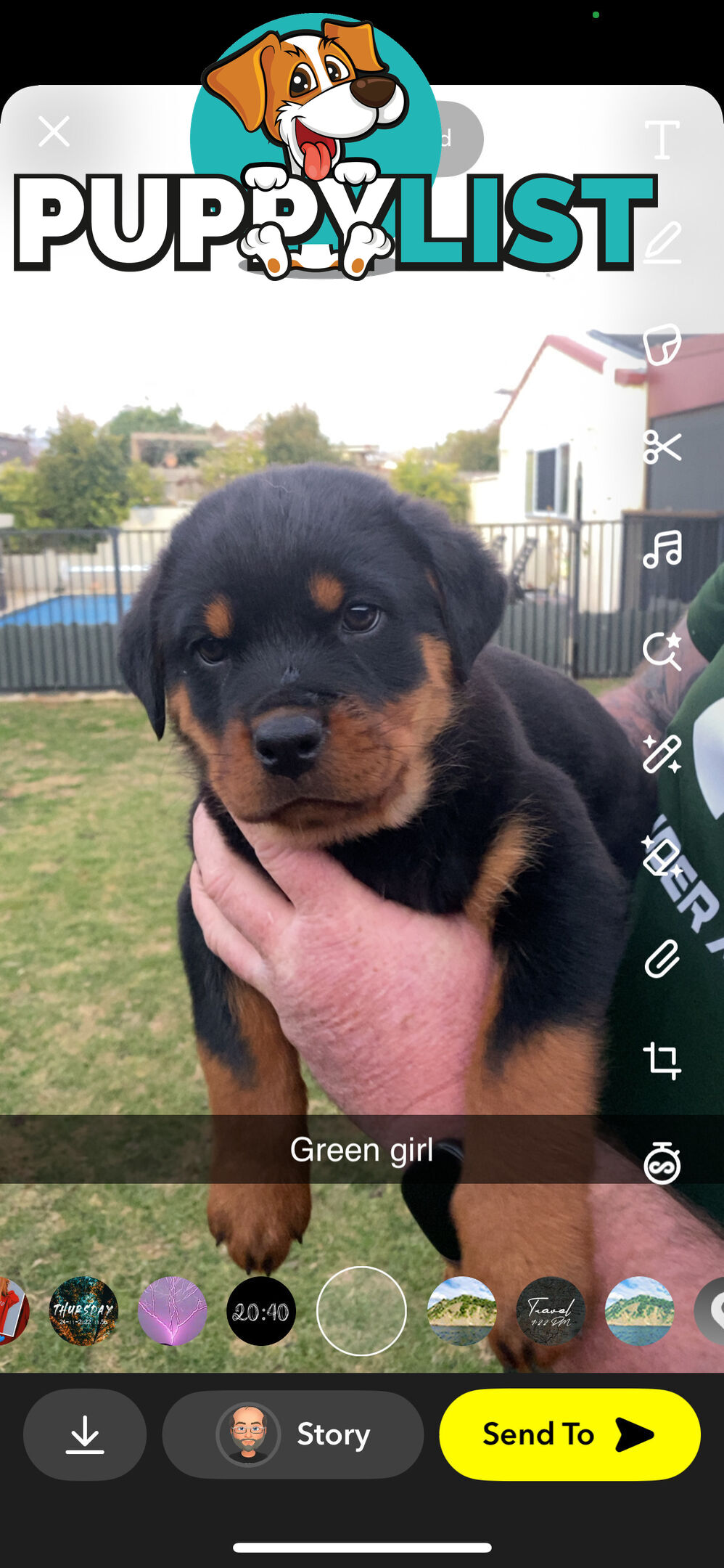 Rottweiler Puppies
