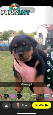Rottweiler Puppies