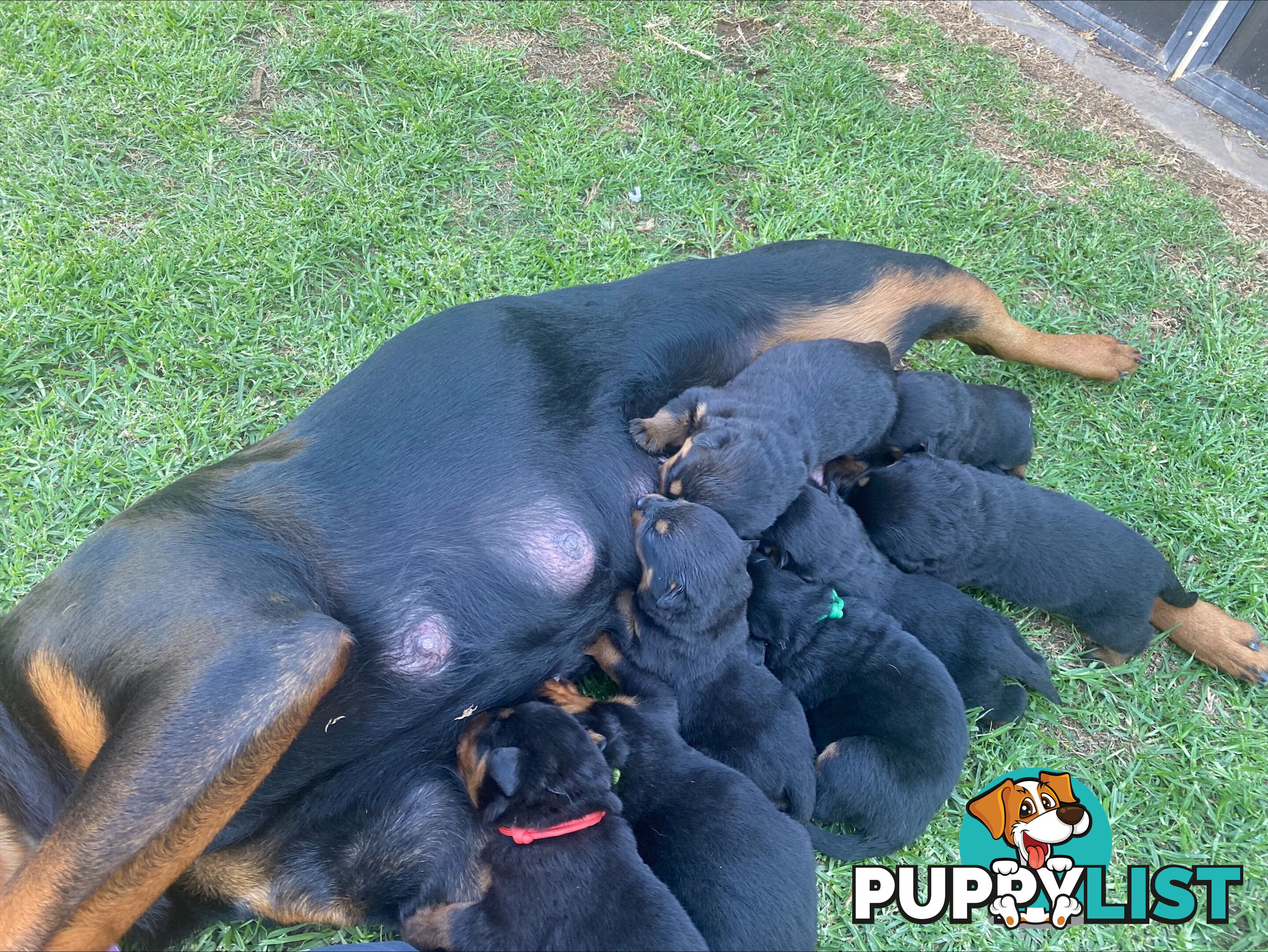 Rottweiler Puppies