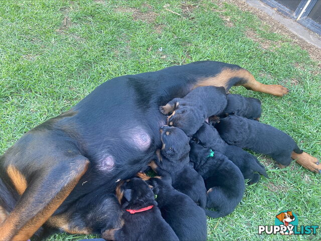 Rottweiler Puppies