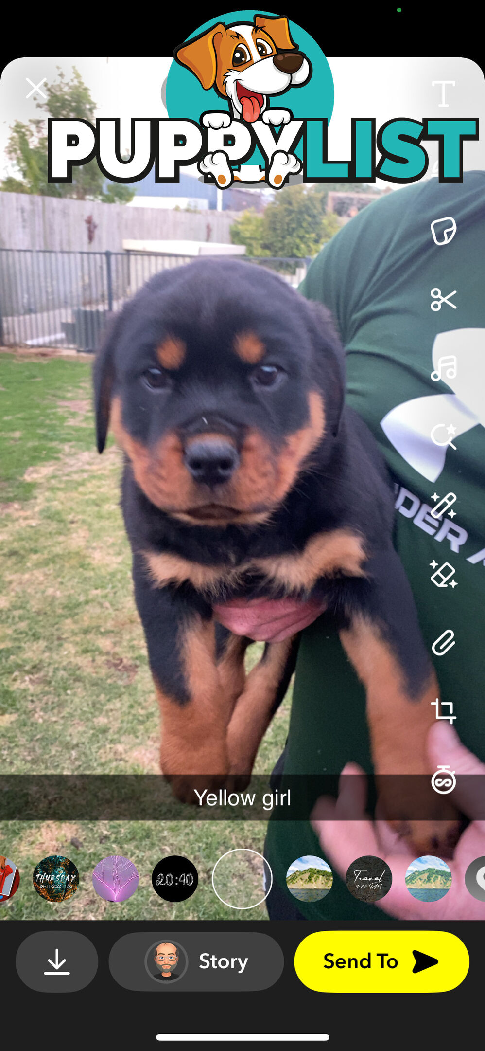 Rottweiler Puppies