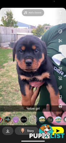Rottweiler Puppies
