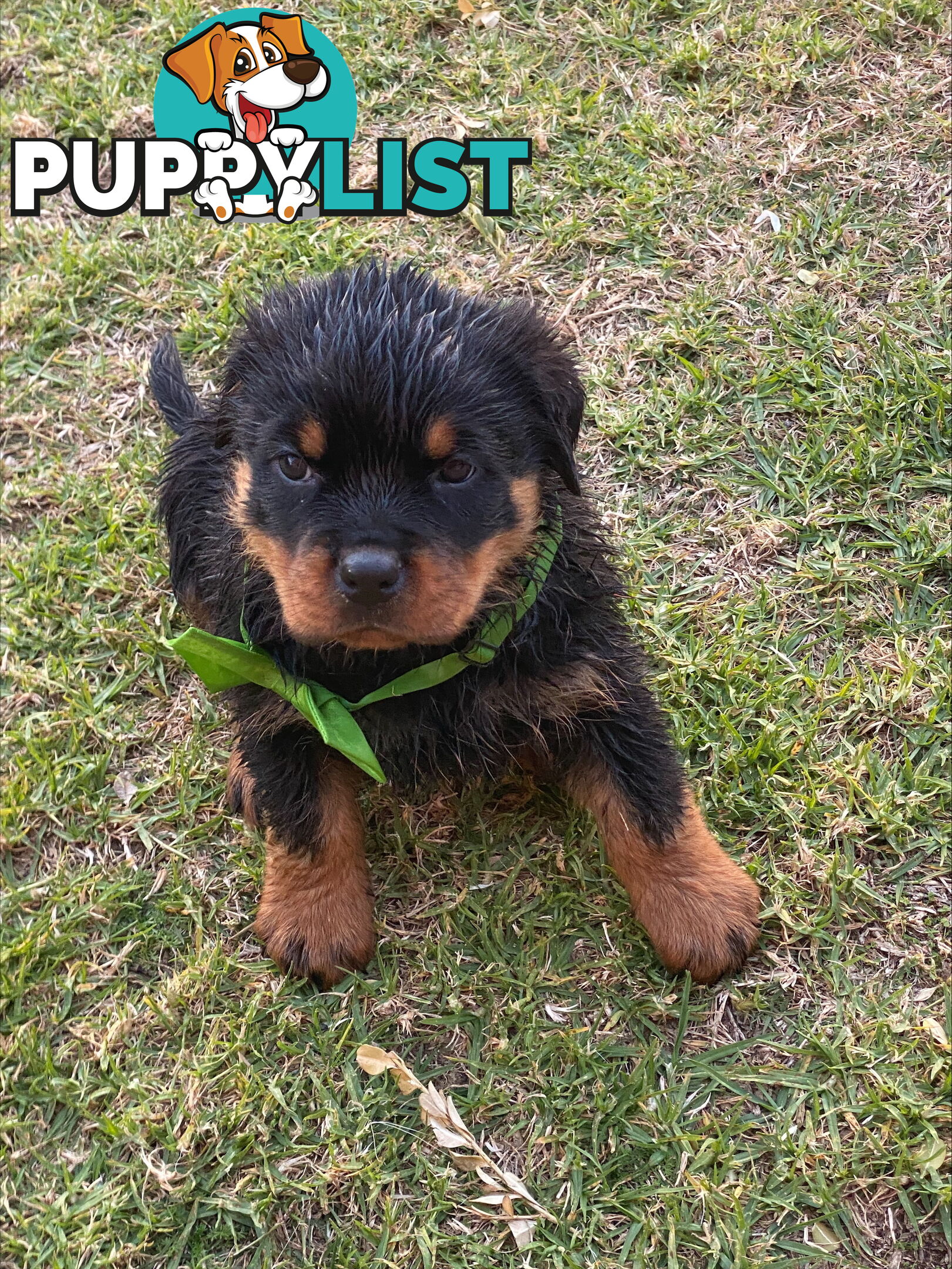 Rottweiler Puppies