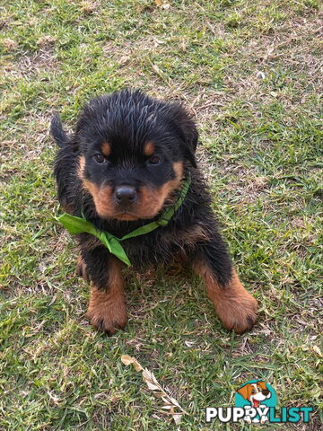 Rottweiler Puppies