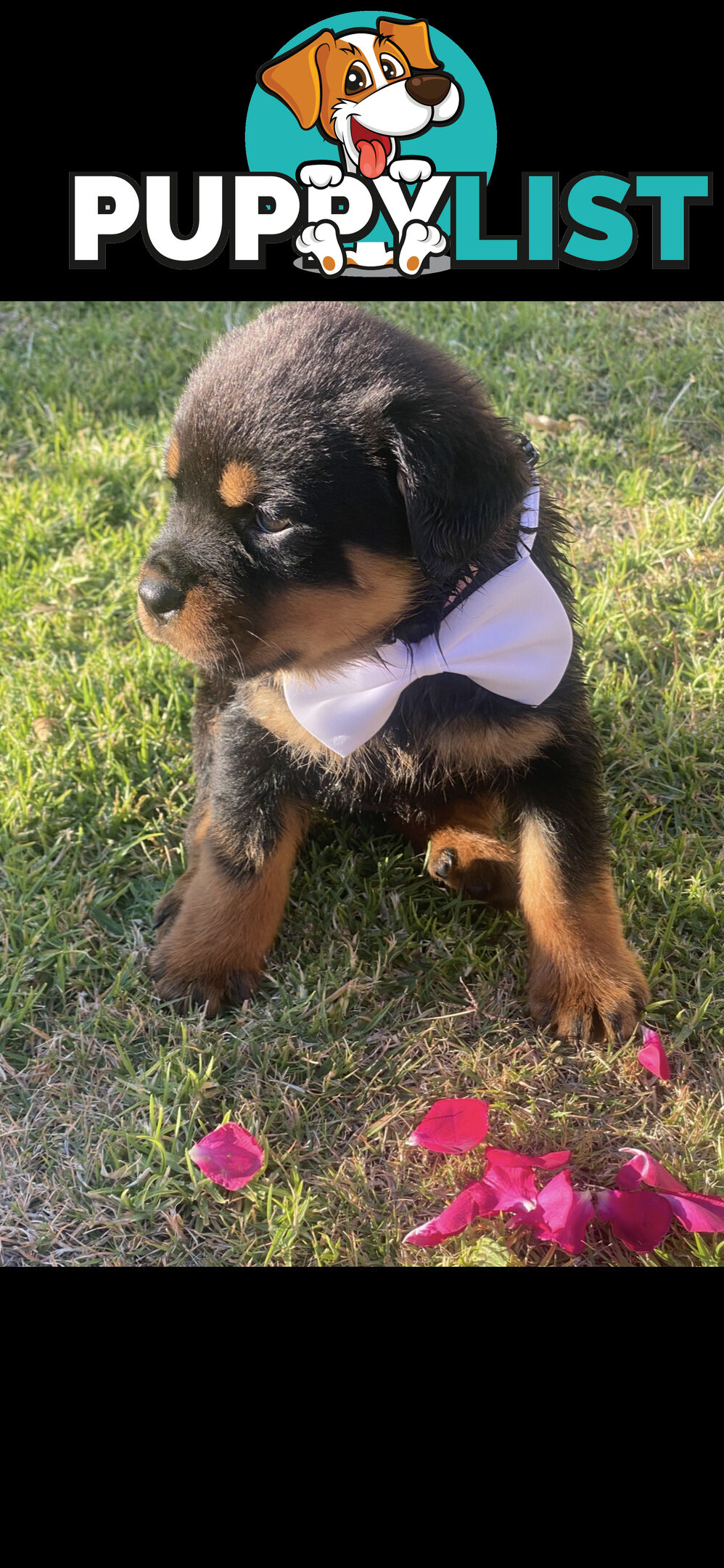 Rottweiler Puppies