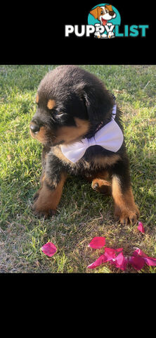 Rottweiler Puppies