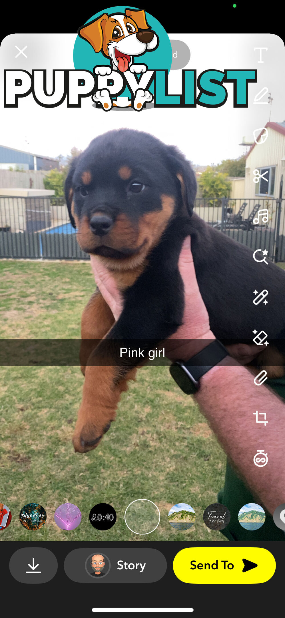 Rottweiler Puppies