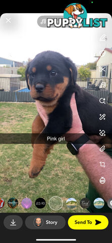 Rottweiler Puppies
