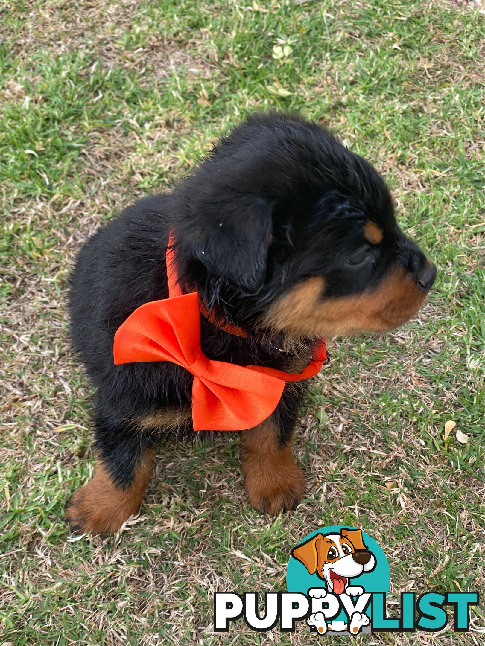 Rottweiler Puppies