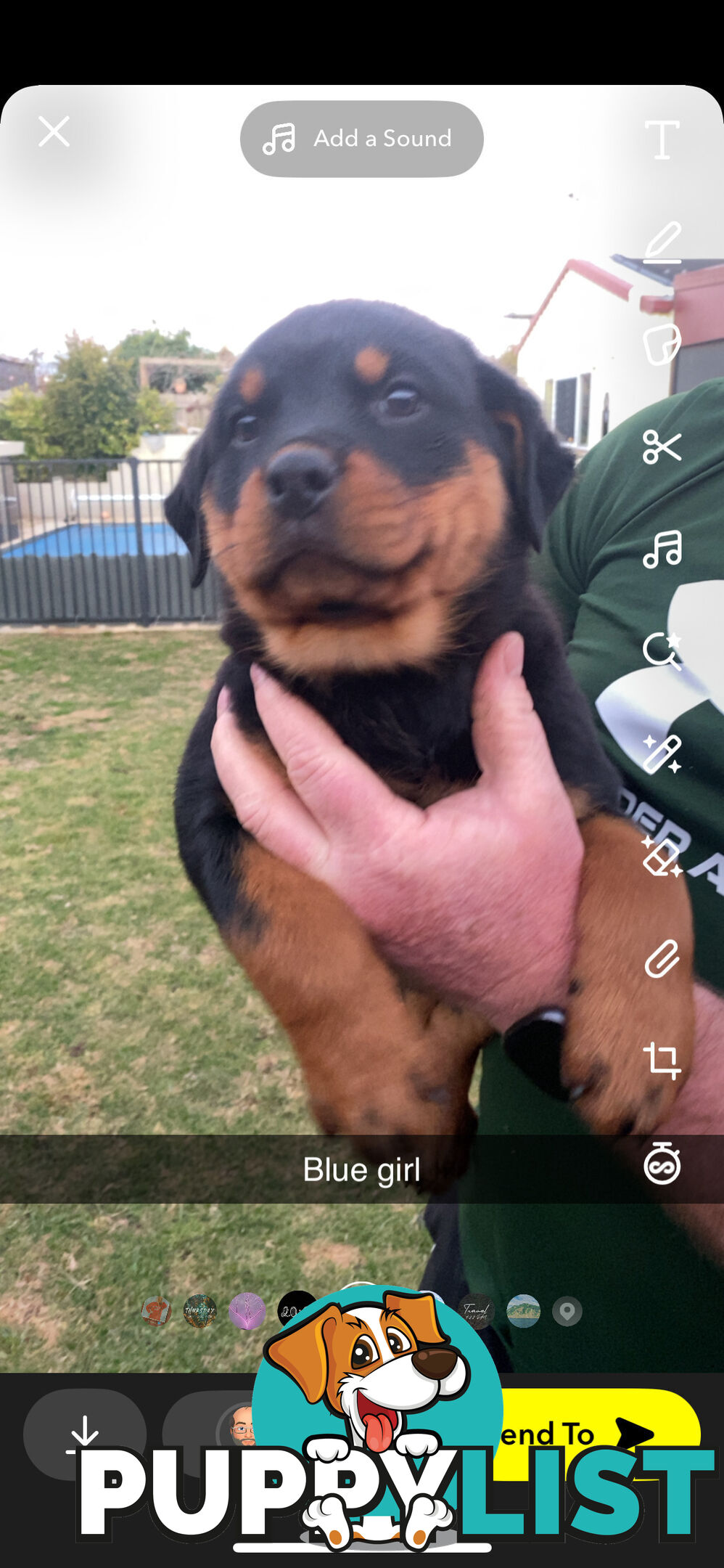 Rottweiler Puppies