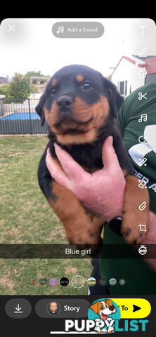 Rottweiler Puppies