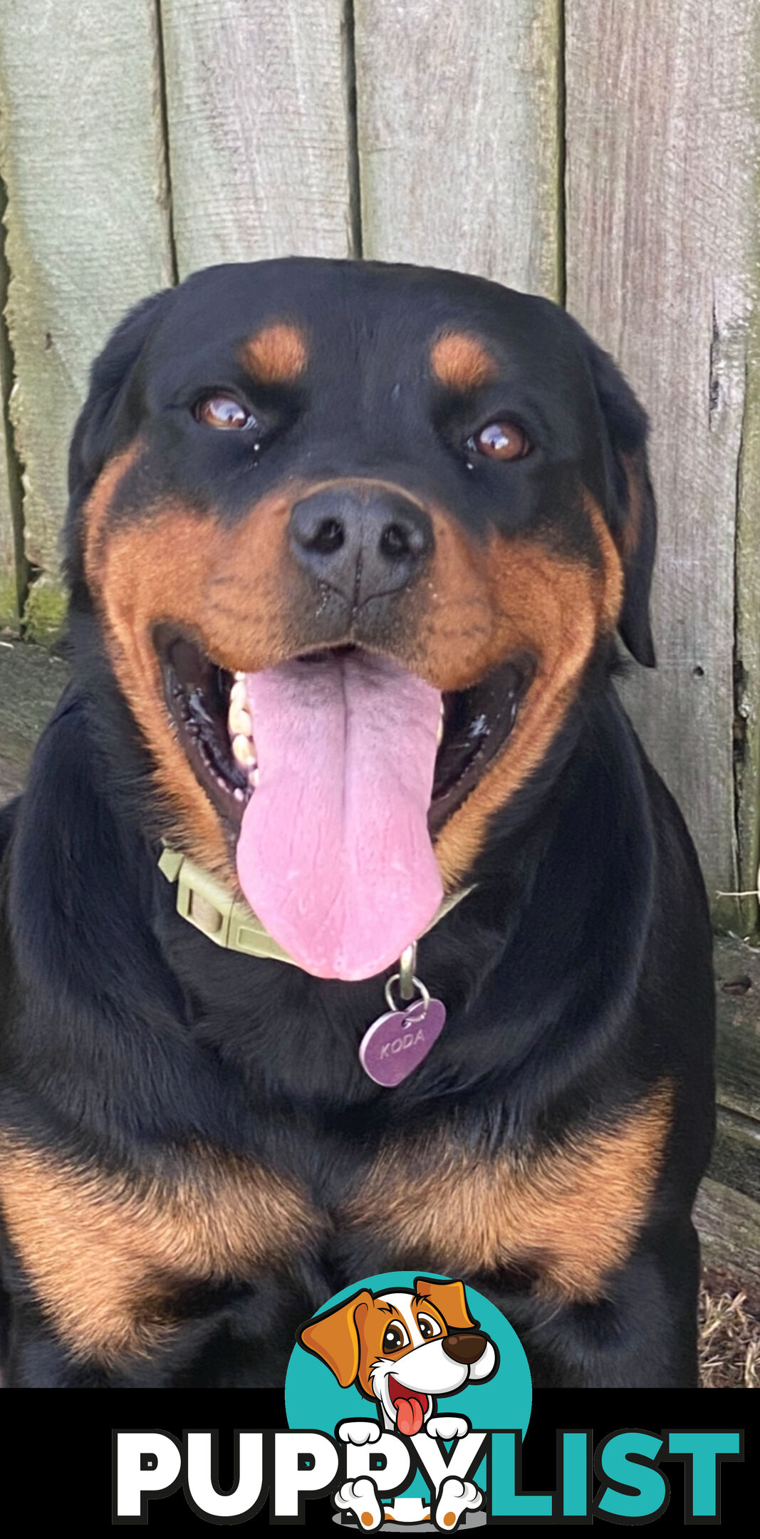 Rottweiler Puppies