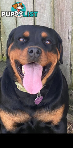 Rottweiler Puppies