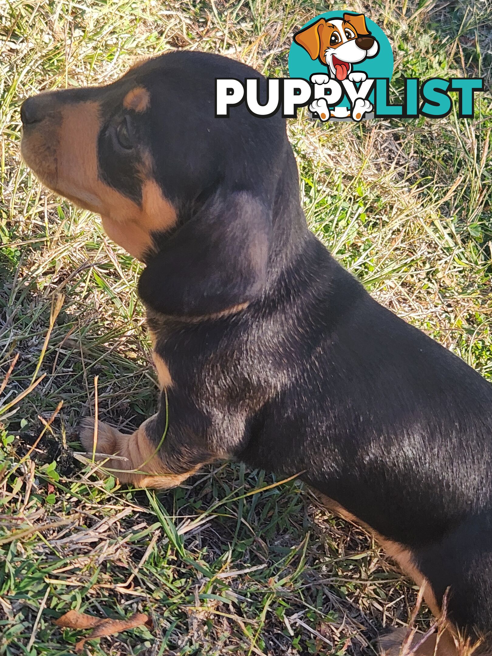 Miniature purebreed dashshound puppies