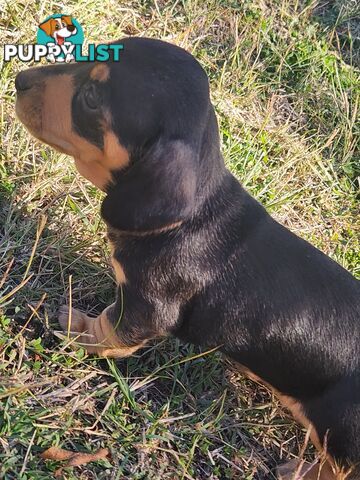 Miniature purebreed dashshound puppies