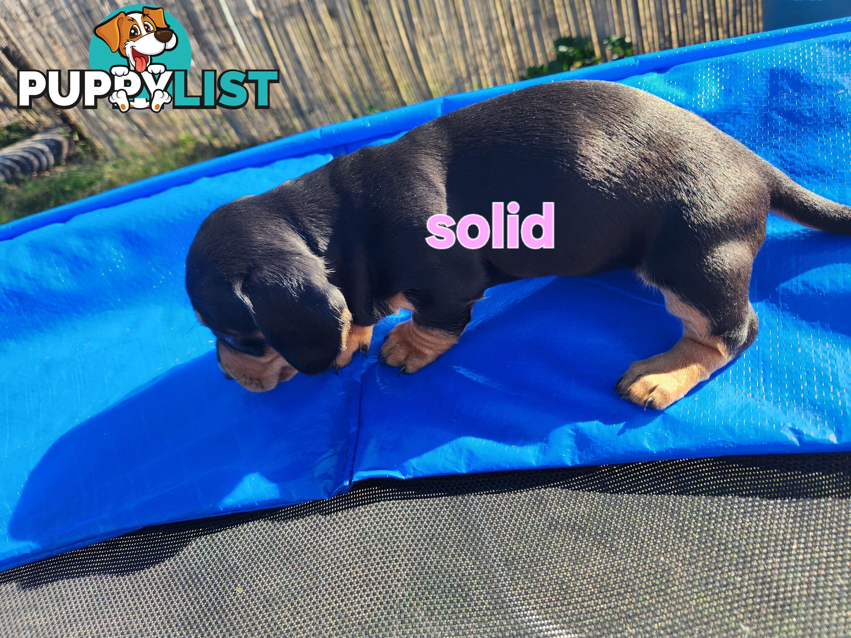 Miniature purebreed dashshound puppies