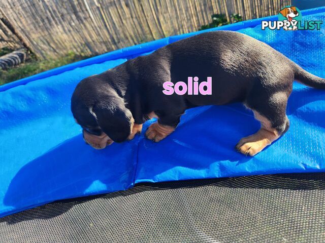 Miniature purebreed dashshound puppies