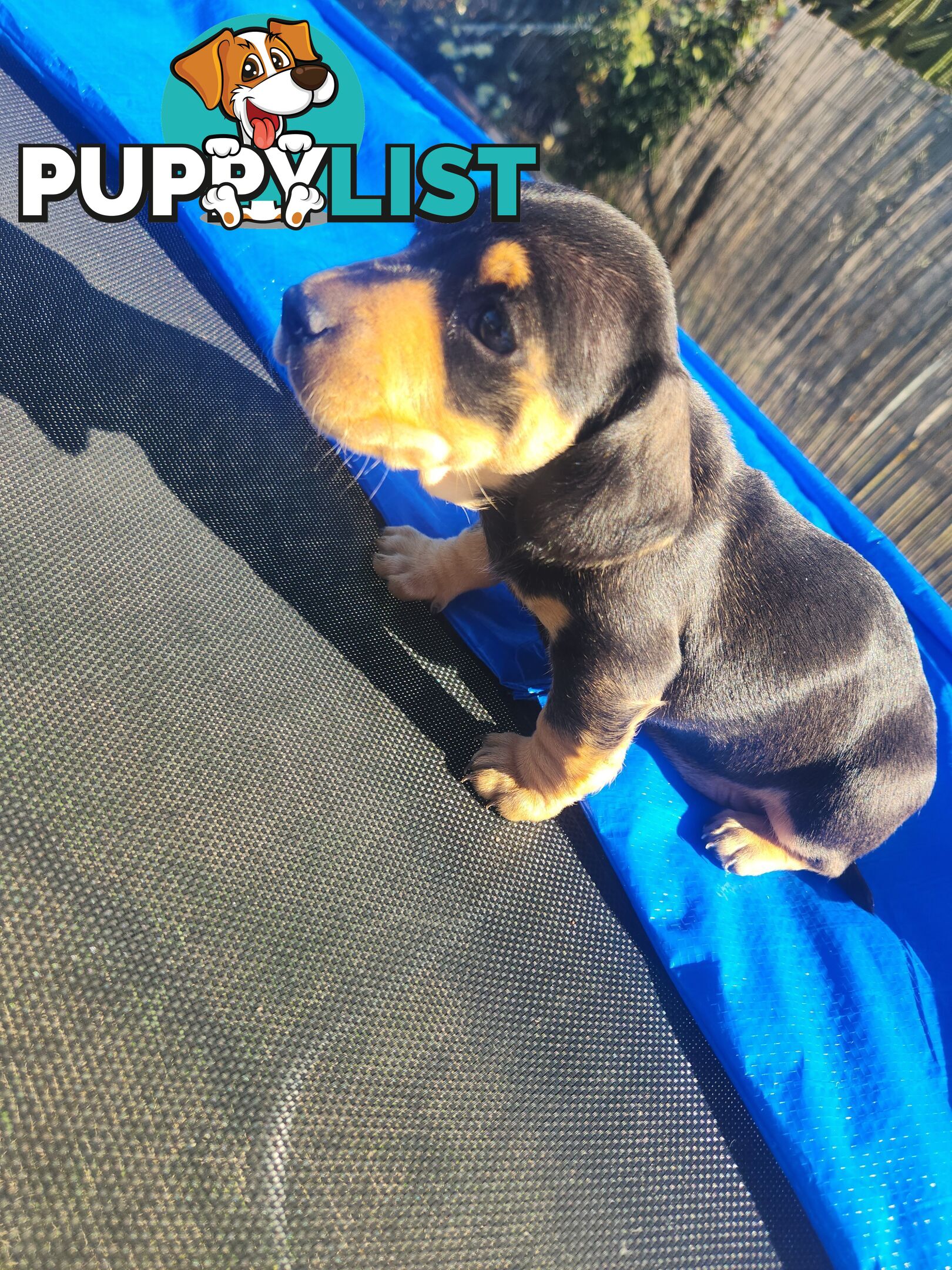 Miniature purebreed dashshound puppies