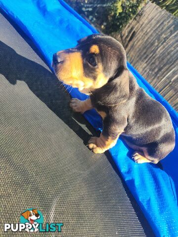 Miniature purebreed dashshound puppies