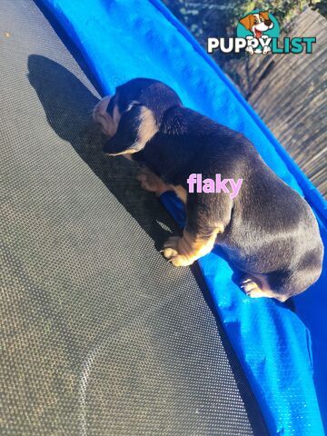 Miniature purebreed dashshound puppies