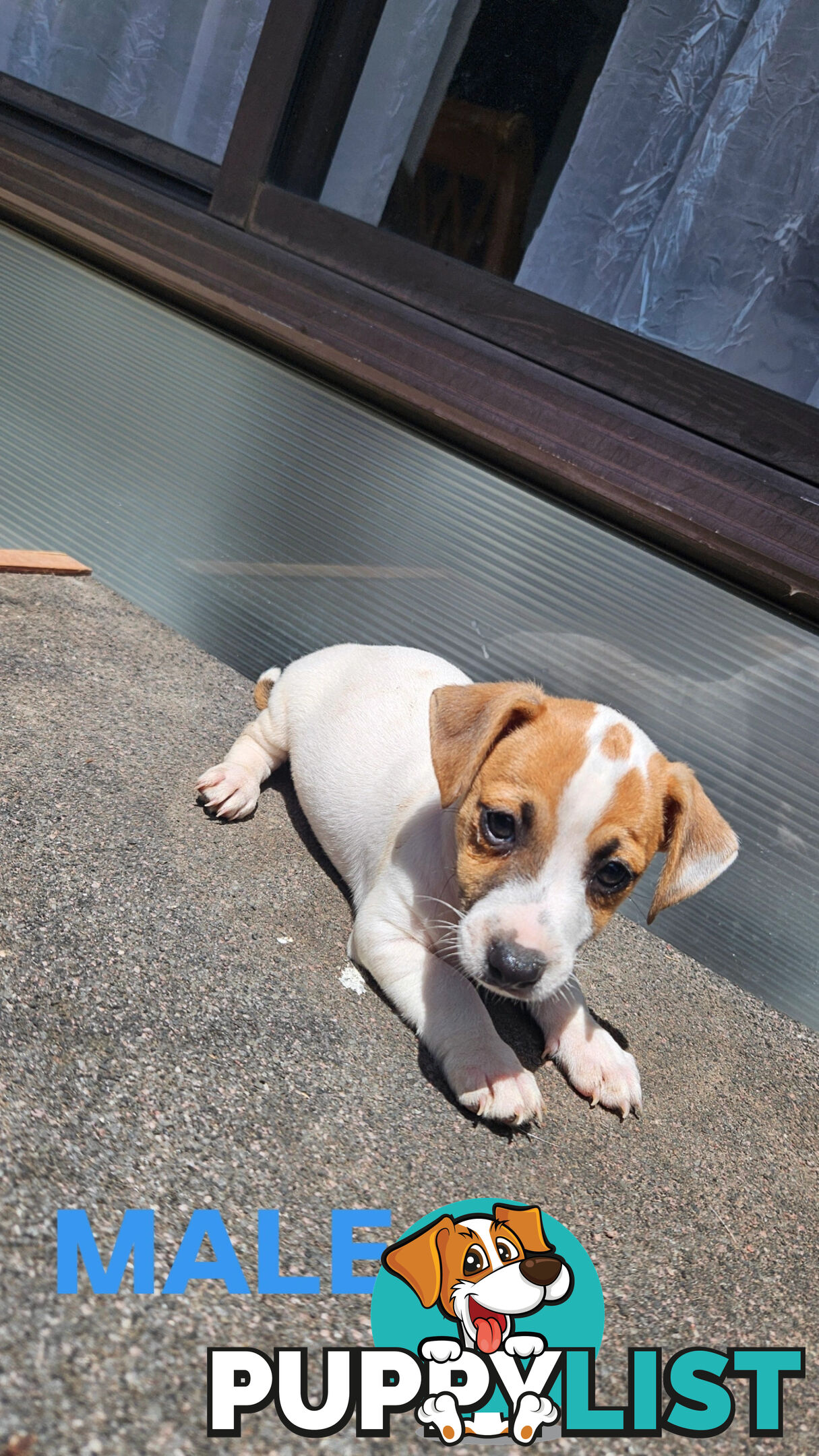 Jack Russell Terrier