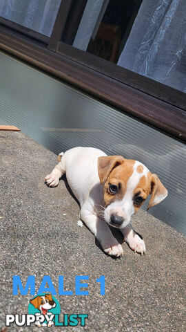 Jack Russell Terrier