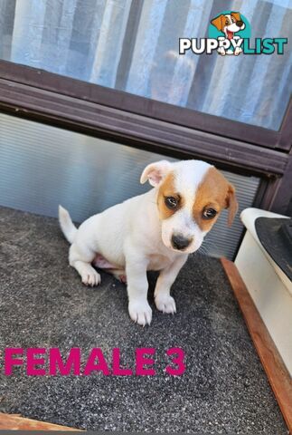 Jack Russell Terrier