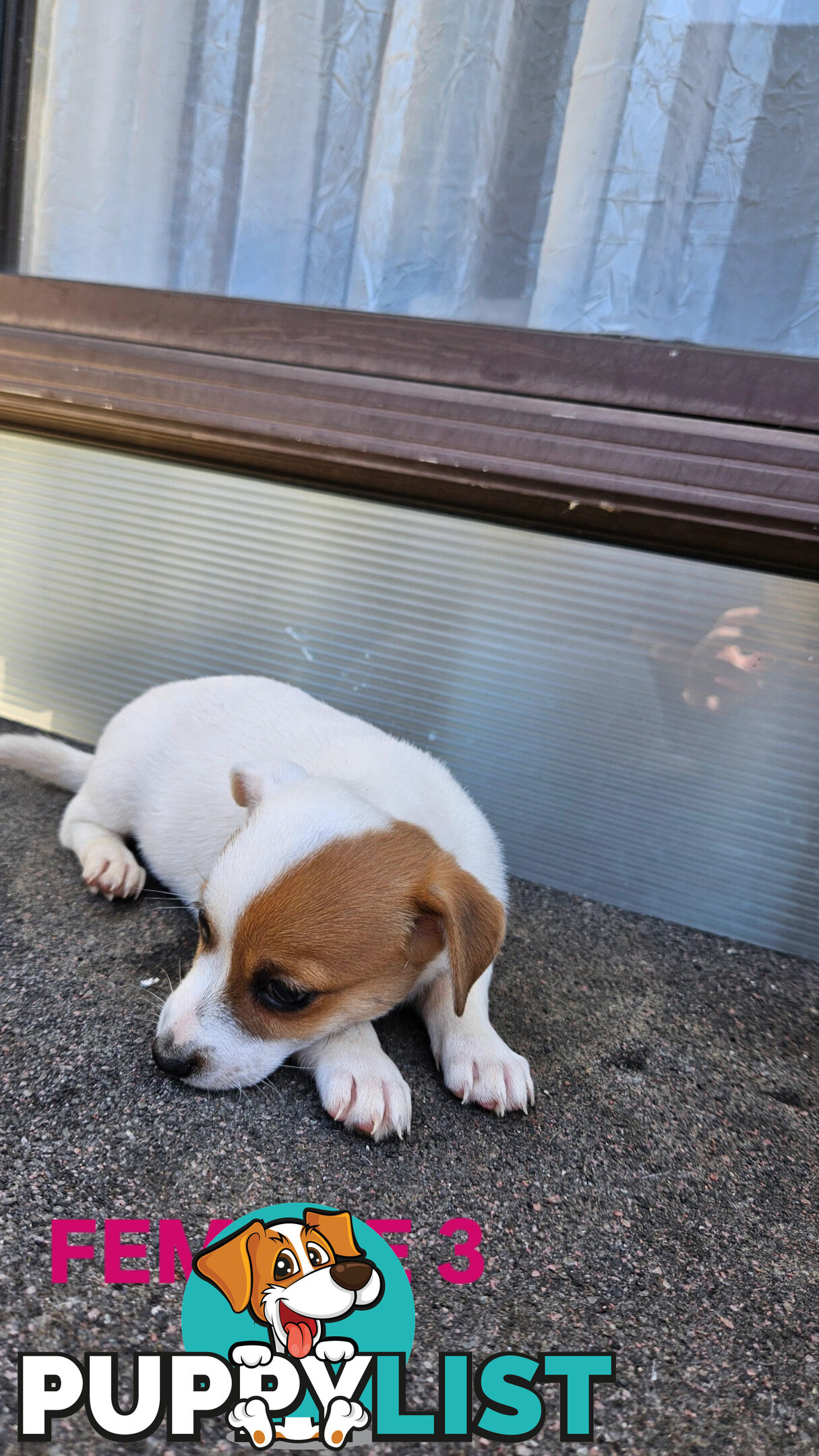 Jack Russell Terrier