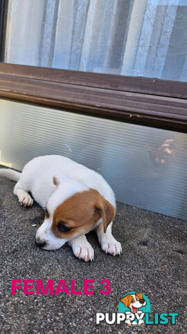 Jack Russell Terrier