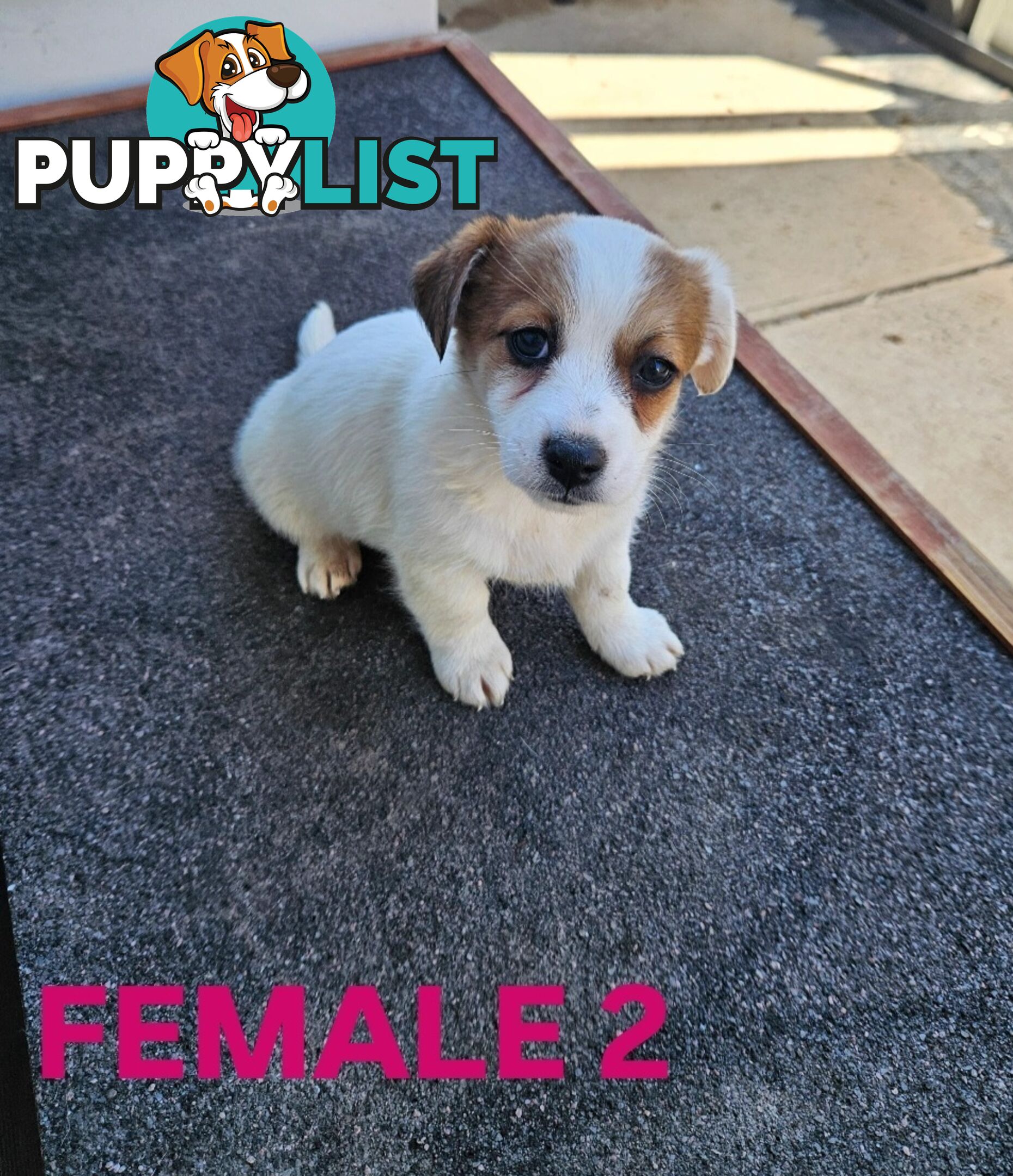 Jack Russell Terrier