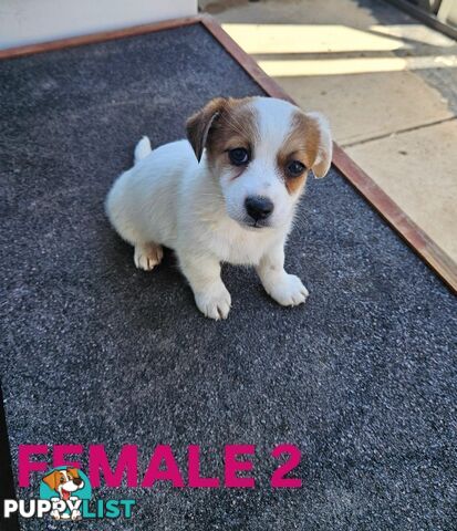 Jack Russell Terrier