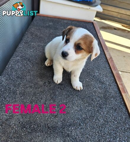 Jack Russell Terrier