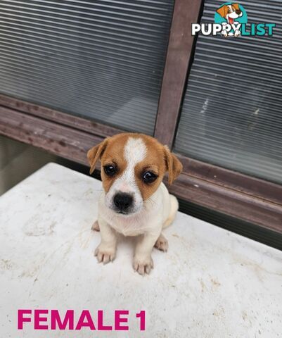 Jack Russell Terrier