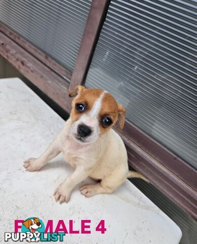 Jack Russell Terrier