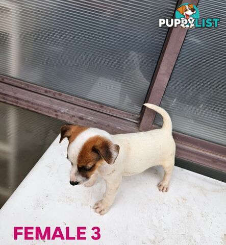 Jack Russell Terrier