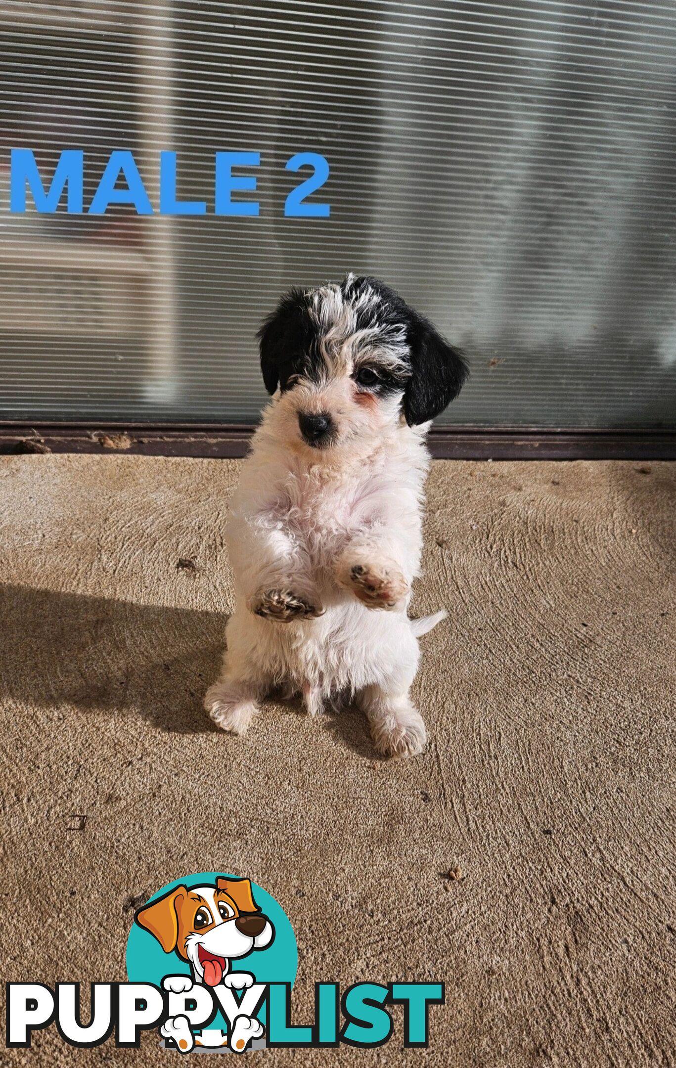 Jackapoo