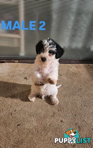 Jackapoo