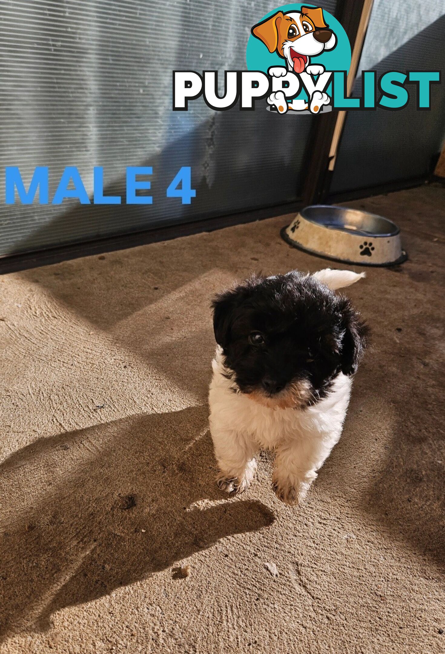 Jackapoo