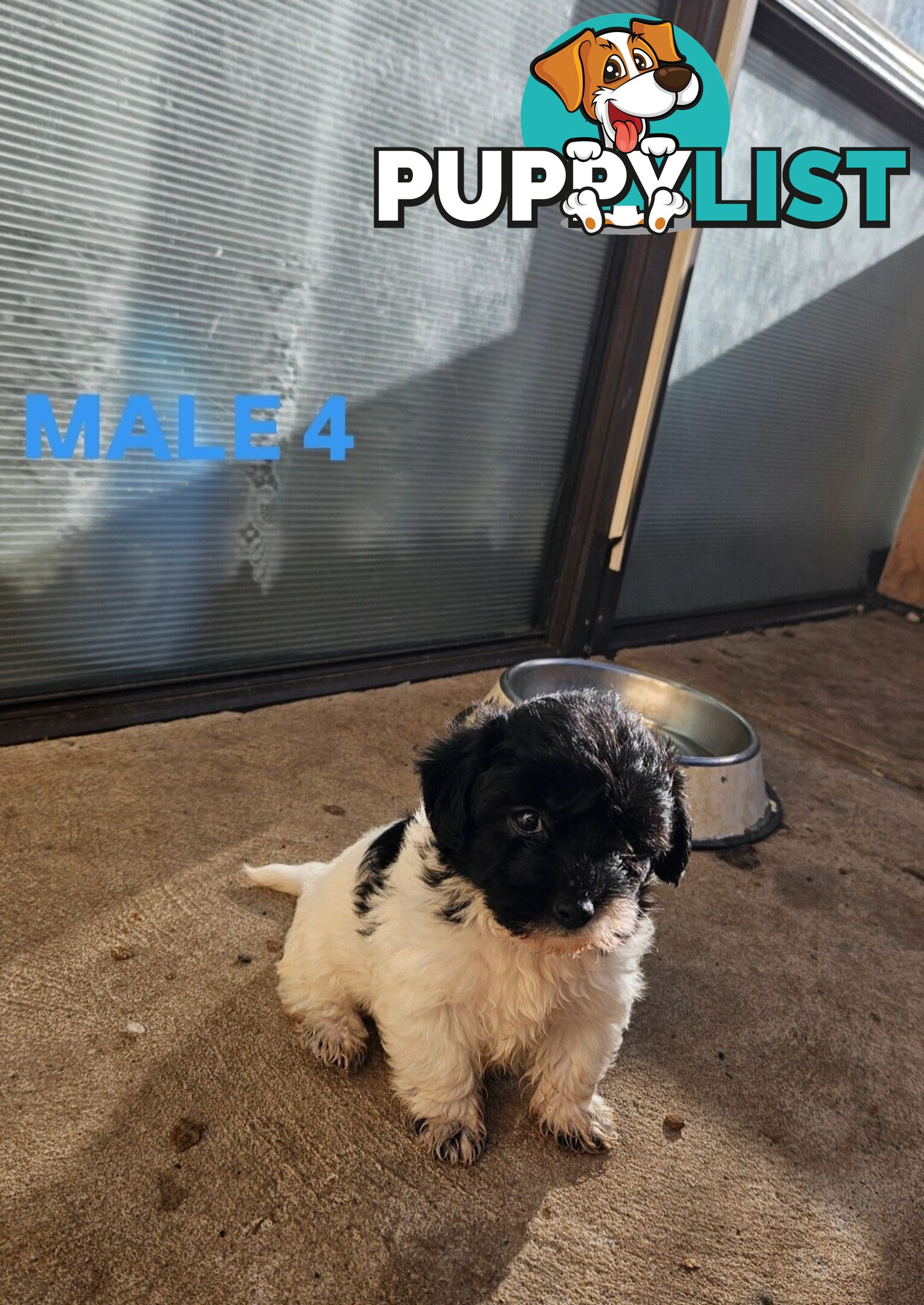 Jackapoo